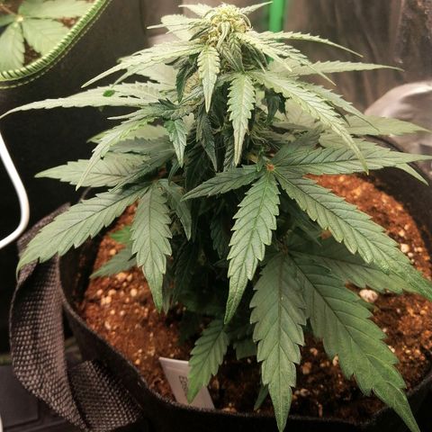Elsa growlog timeline photo