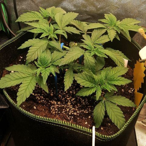 Lucy growlog timeline photo