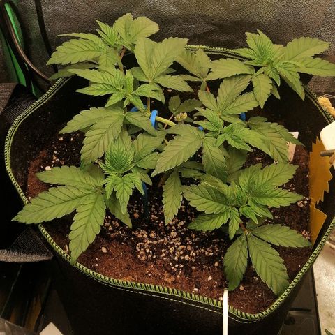Lucy growlog timeline photo