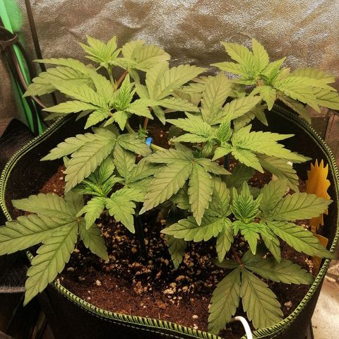 Lucy growlog timeline photo