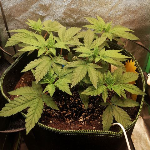 Lucy growlog timeline photo