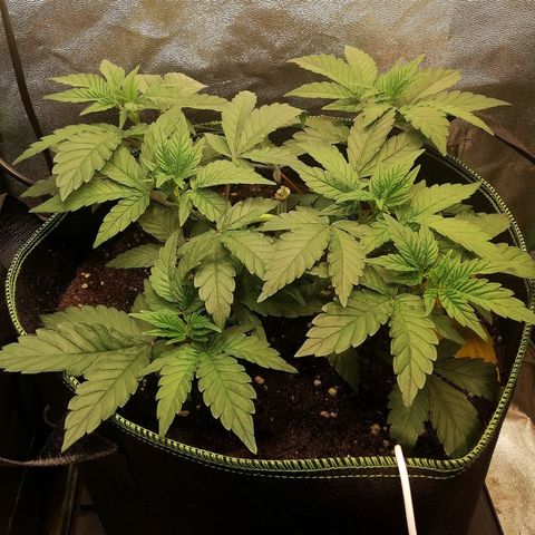 Lucy growlog timeline photo