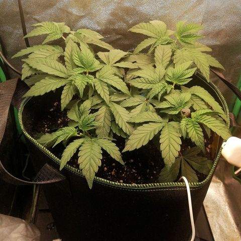 Lucy growlog timeline photo