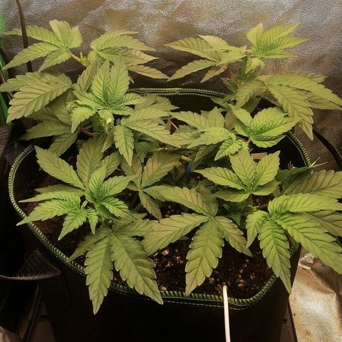Lucy growlog timeline photo