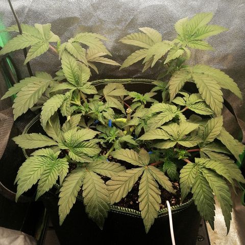 Lucy growlog timeline photo