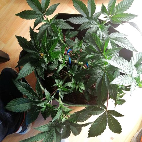 Lucy growlog timeline photo