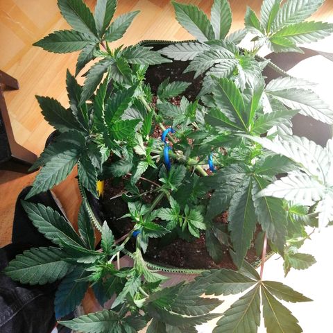 Lucy growlog timeline photo