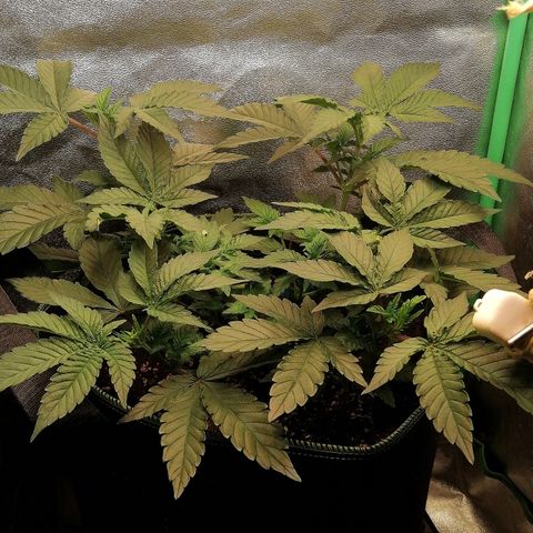 Lucy growlog timeline photo