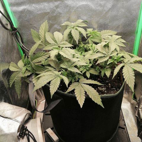 Lucy growlog timeline photo