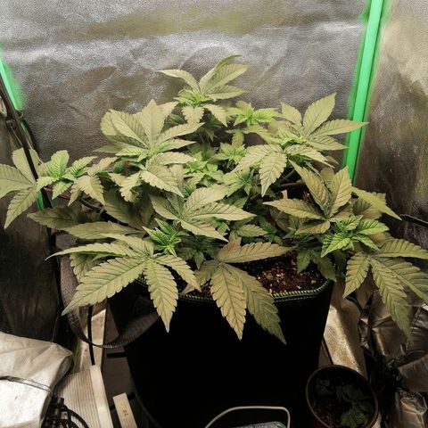 Lucy growlog timeline photo