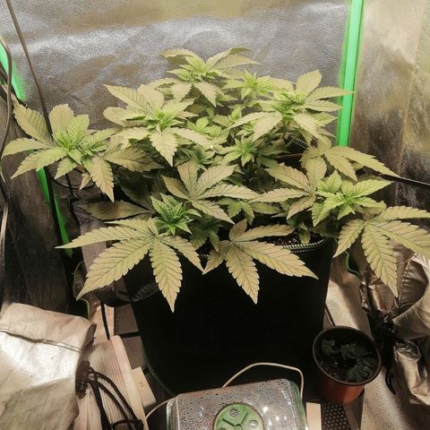 Lucy growlog timeline photo