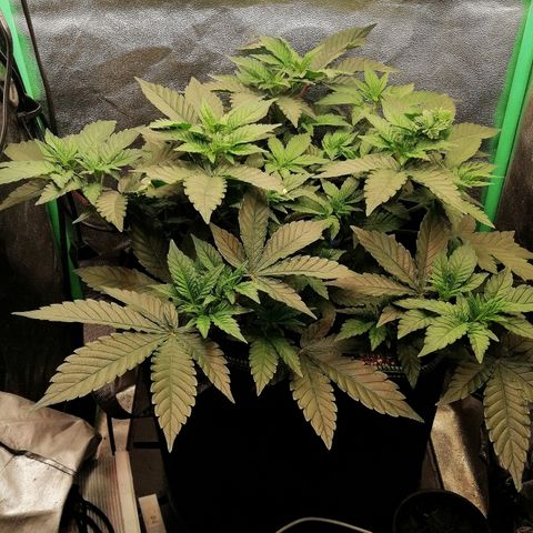 Lucy growlog timeline photo