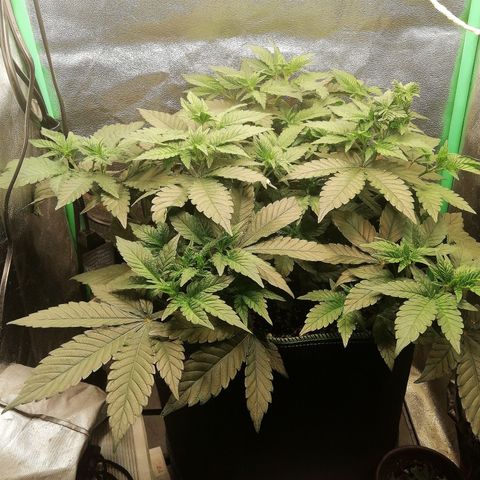 Lucy growlog timeline photo