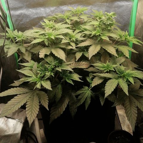 Lucy growlog timeline photo