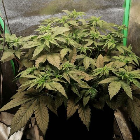 Lucy growlog timeline photo