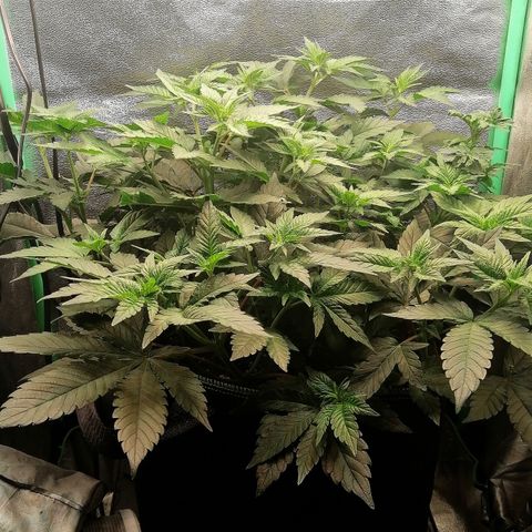 Lucy growlog timeline photo