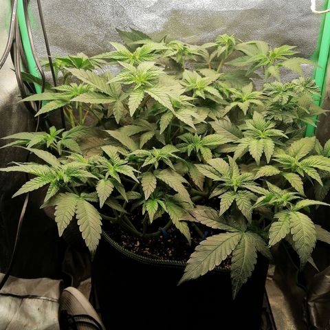 Lucy growlog timeline photo