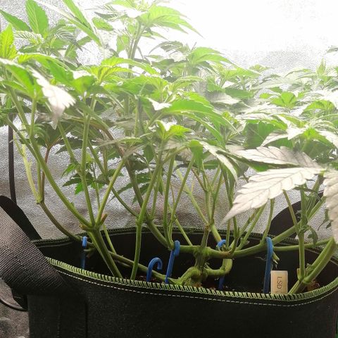 Lucy growlog timeline photo