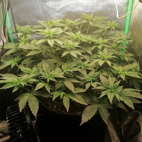 Lucy growlog timeline photo