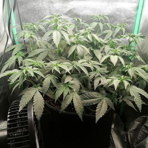 Lucy growlog timeline photo