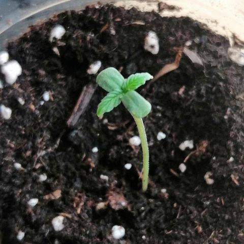 Dolores growlog timeline photo