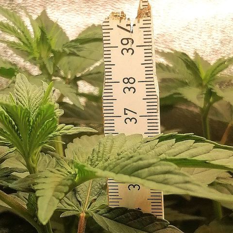 Lucy growlog timeline photo