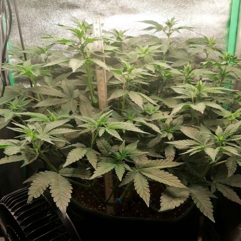 Lucy growlog timeline photo