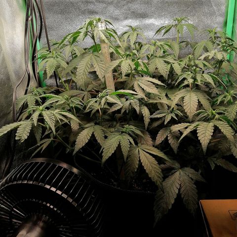 Lucy growlog timeline photo