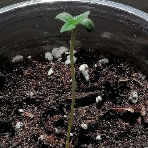 Dolores growlog timeline photo