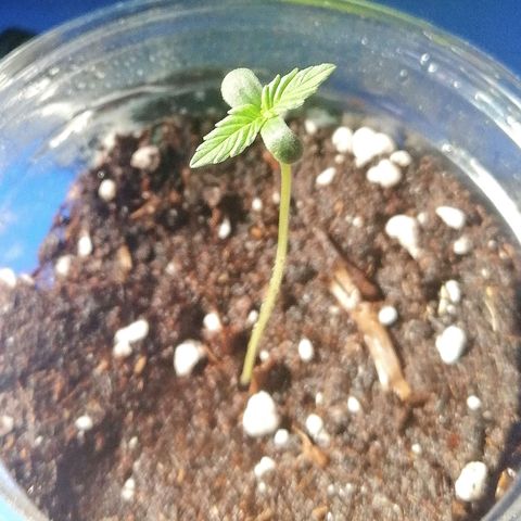Dolores growlog timeline photo