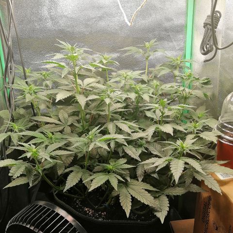 Lucy growlog timeline photo