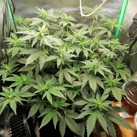 Lucy growlog timeline photo