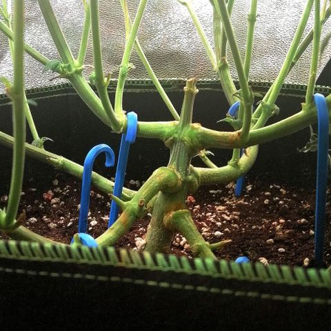 Lucy growlog timeline photo