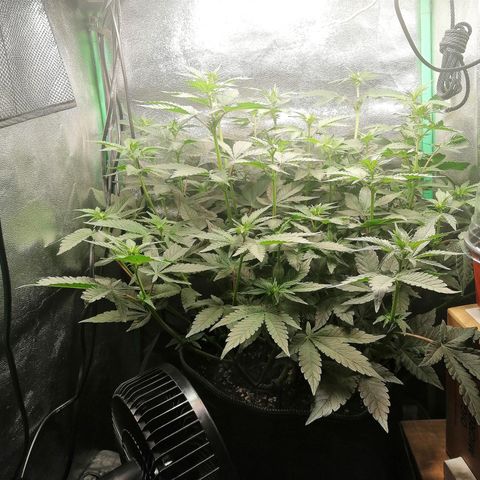 Lucy growlog timeline photo