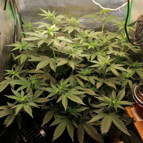 Lucy growlog timeline photo