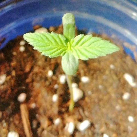 Dolores growlog timeline photo