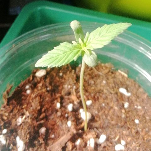 Dolores growlog timeline photo