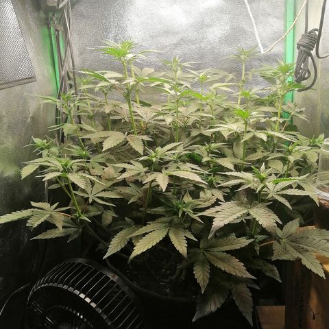 Lucy growlog timeline photo