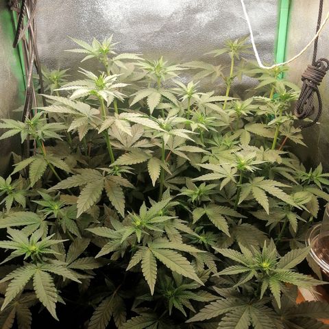 Lucy growlog timeline photo
