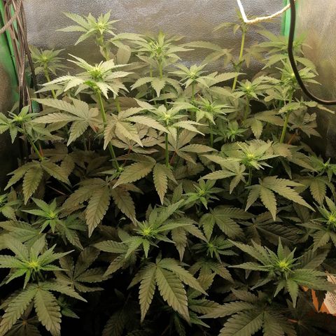 Lucy growlog timeline photo