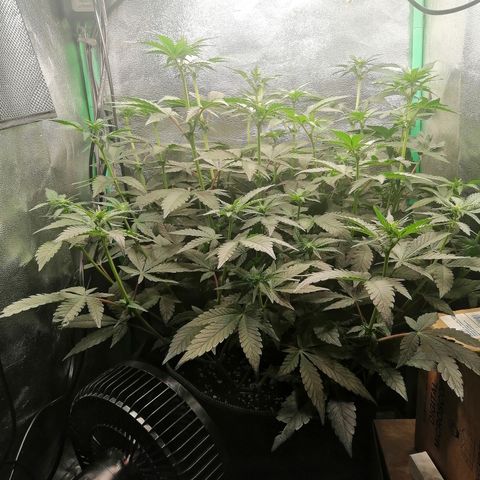 Lucy growlog timeline photo