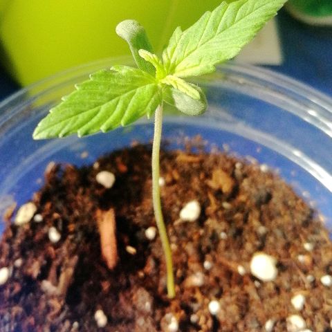 Dolores growlog timeline photo