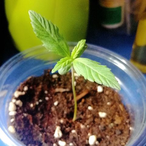 Dolores growlog timeline photo