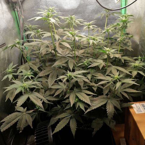 Lucy growlog timeline photo