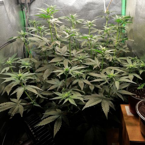 Lucy growlog timeline photo