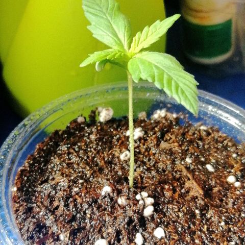 Dolores growlog timeline photo
