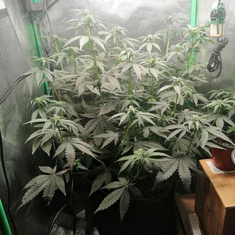 Lucy growlog timeline photo