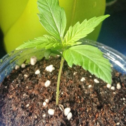 Dolores growlog timeline photo
