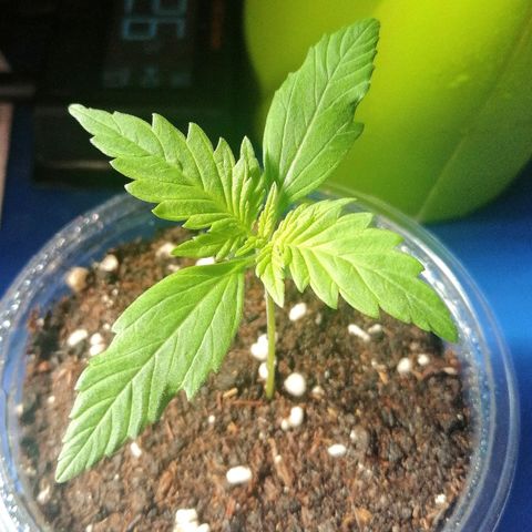 Dolores growlog timeline photo