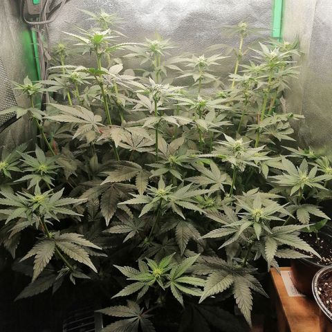 Lucy growlog timeline photo